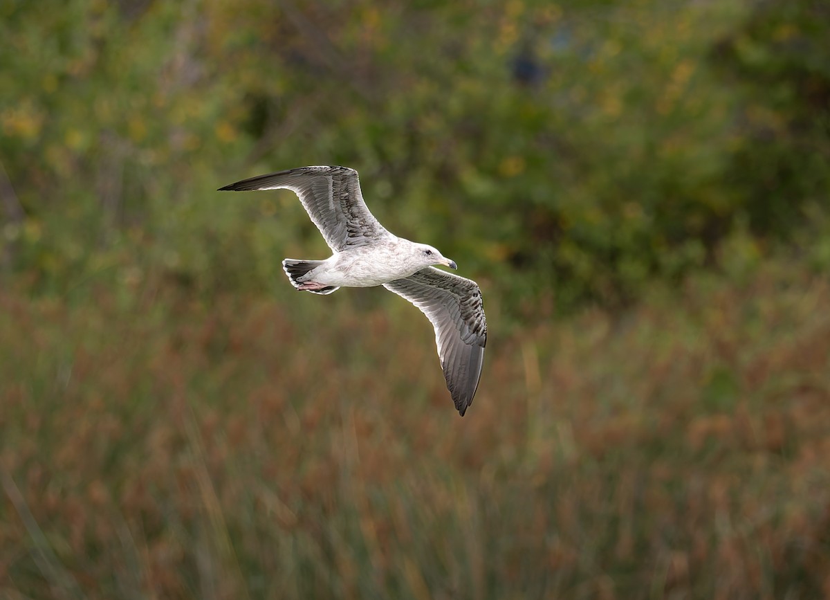 Western Gull - ML640393984