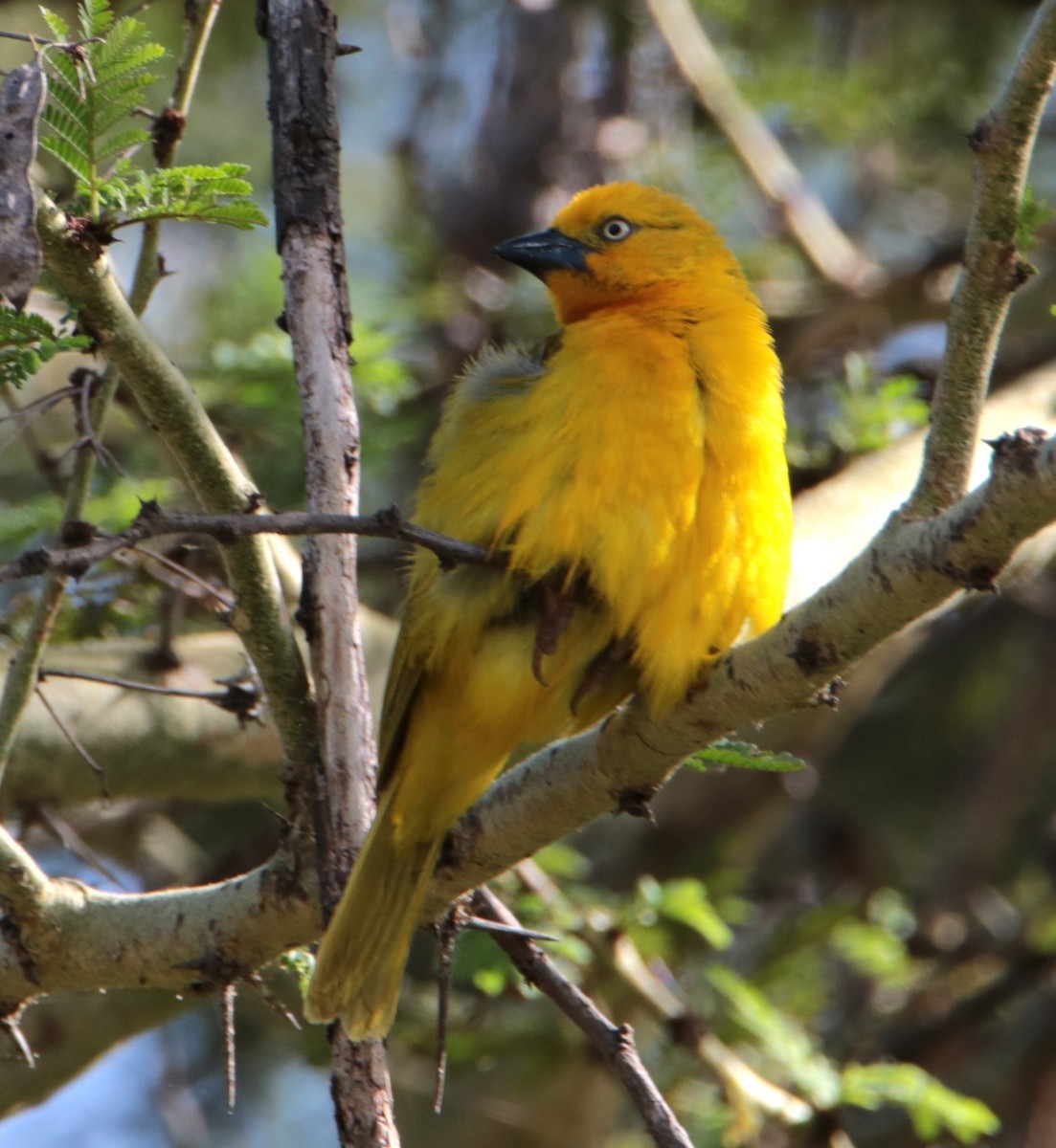 Holub's Golden-Weaver - ML640394109