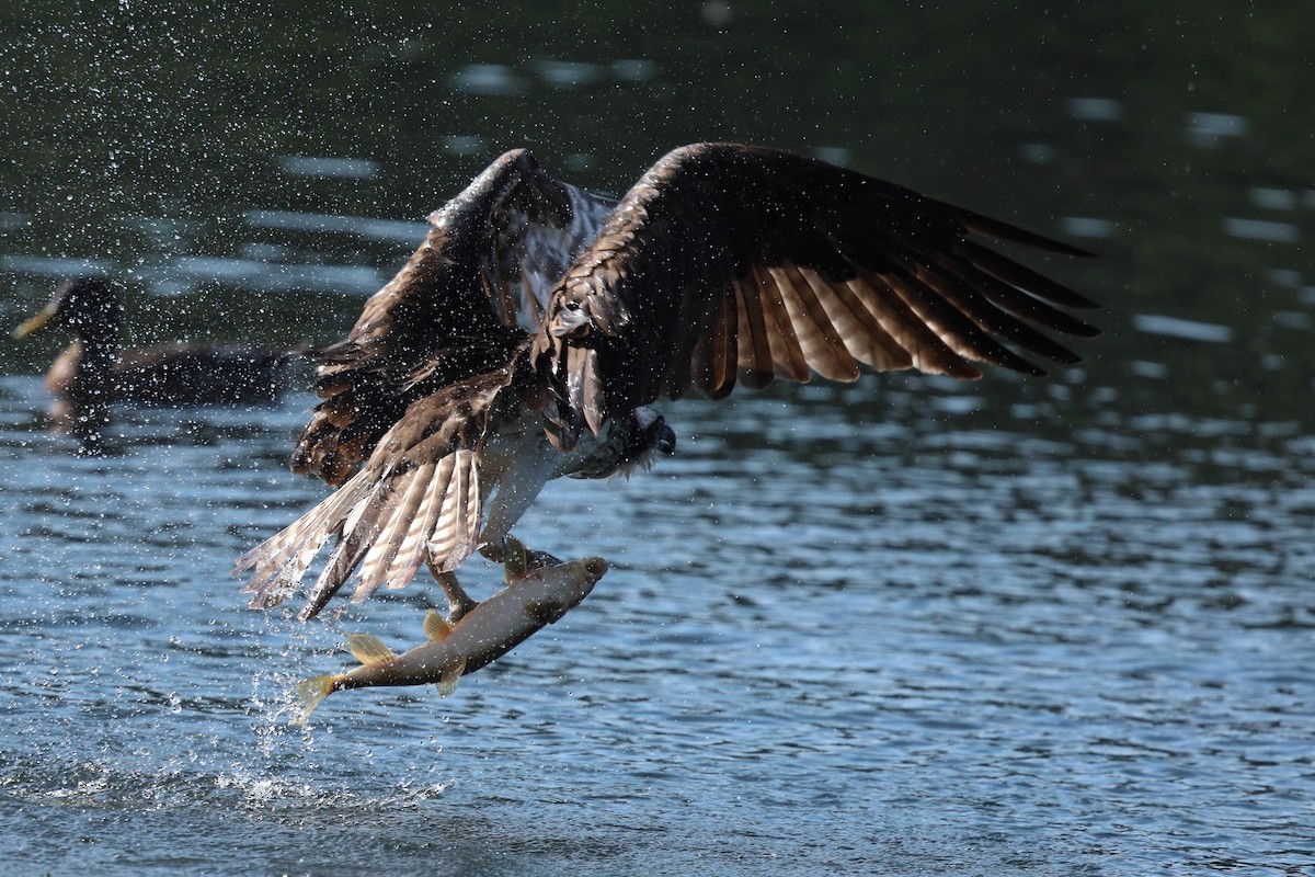 Osprey - ML640394157