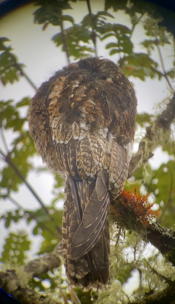 Andean Potoo - ML640394186