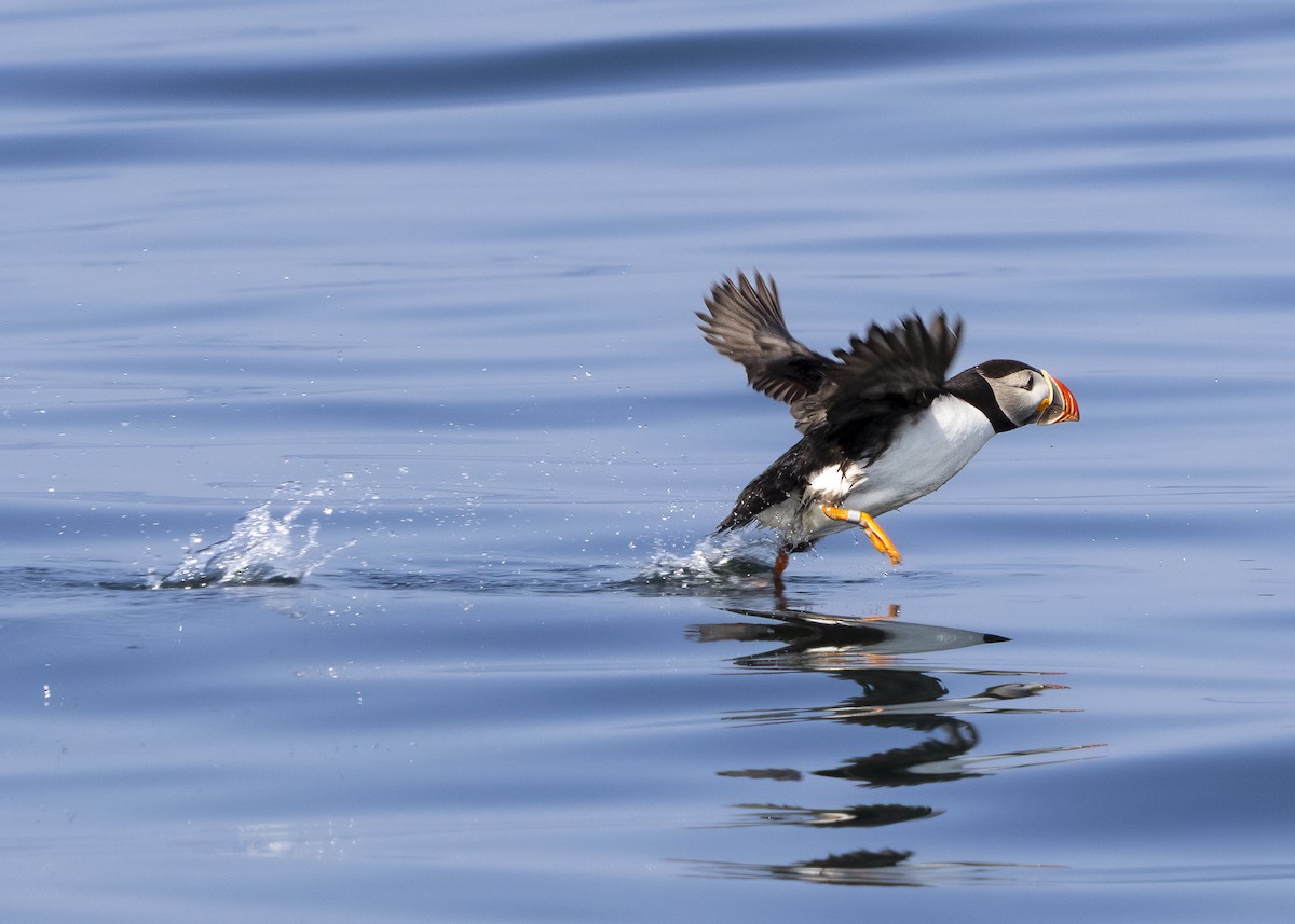 Atlantic Puffin - ML640394281