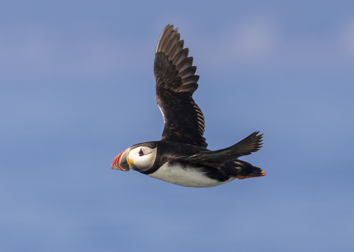 Atlantic Puffin - ML640394283