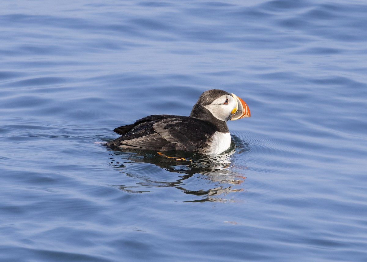 Atlantic Puffin - ML640394285