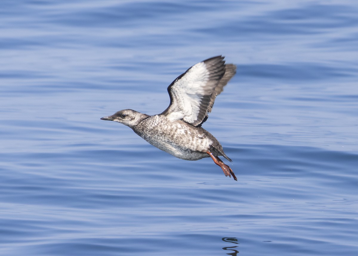 Black Guillemot - ML640394290