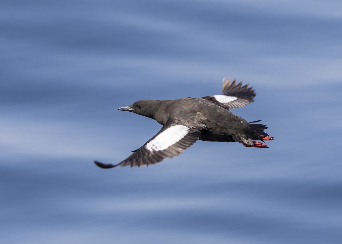 Black Guillemot - ML640394291