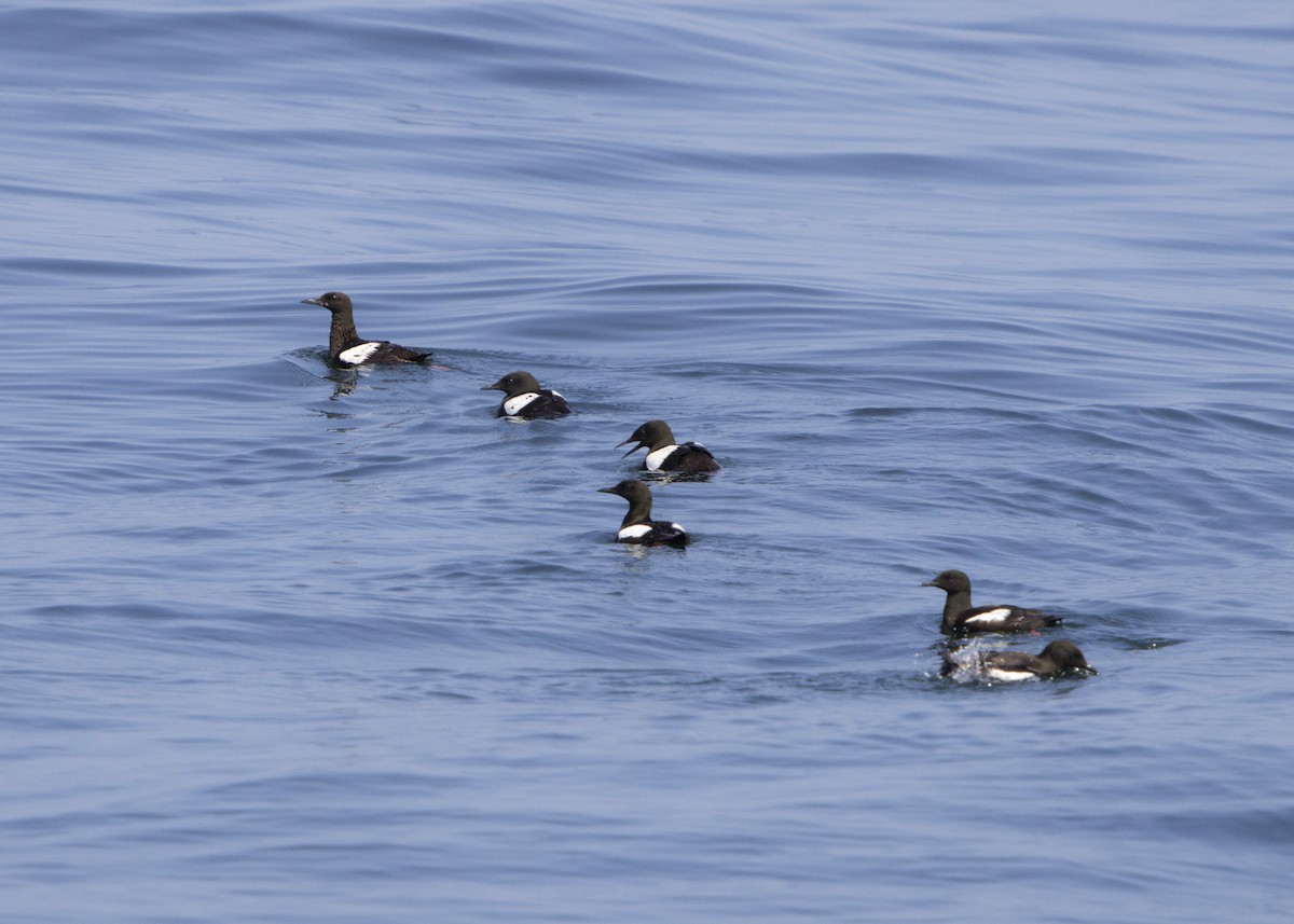 Black Guillemot - ML640394292