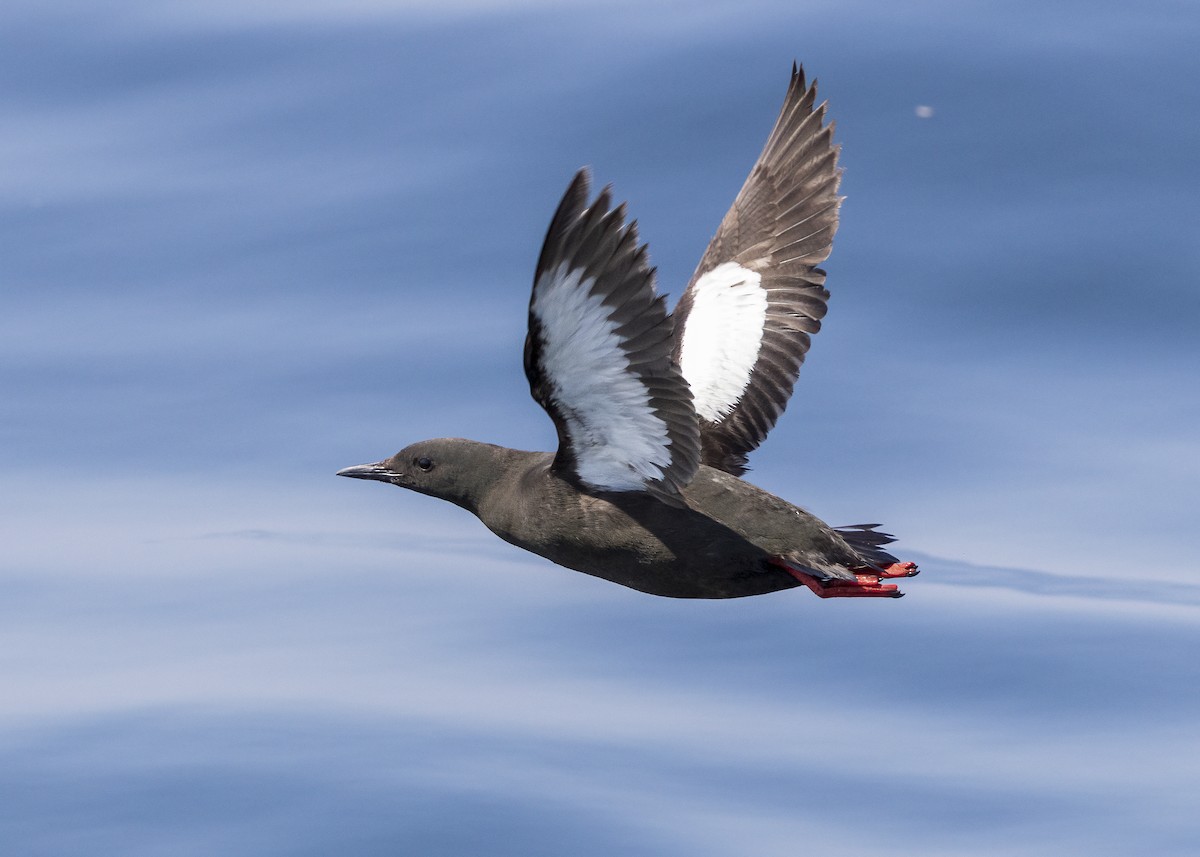 Black Guillemot - ML640394293
