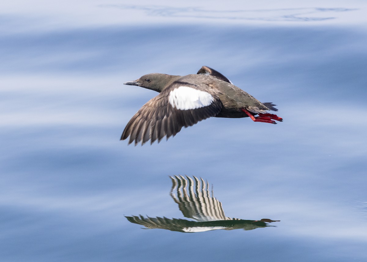 Black Guillemot - ML640394294
