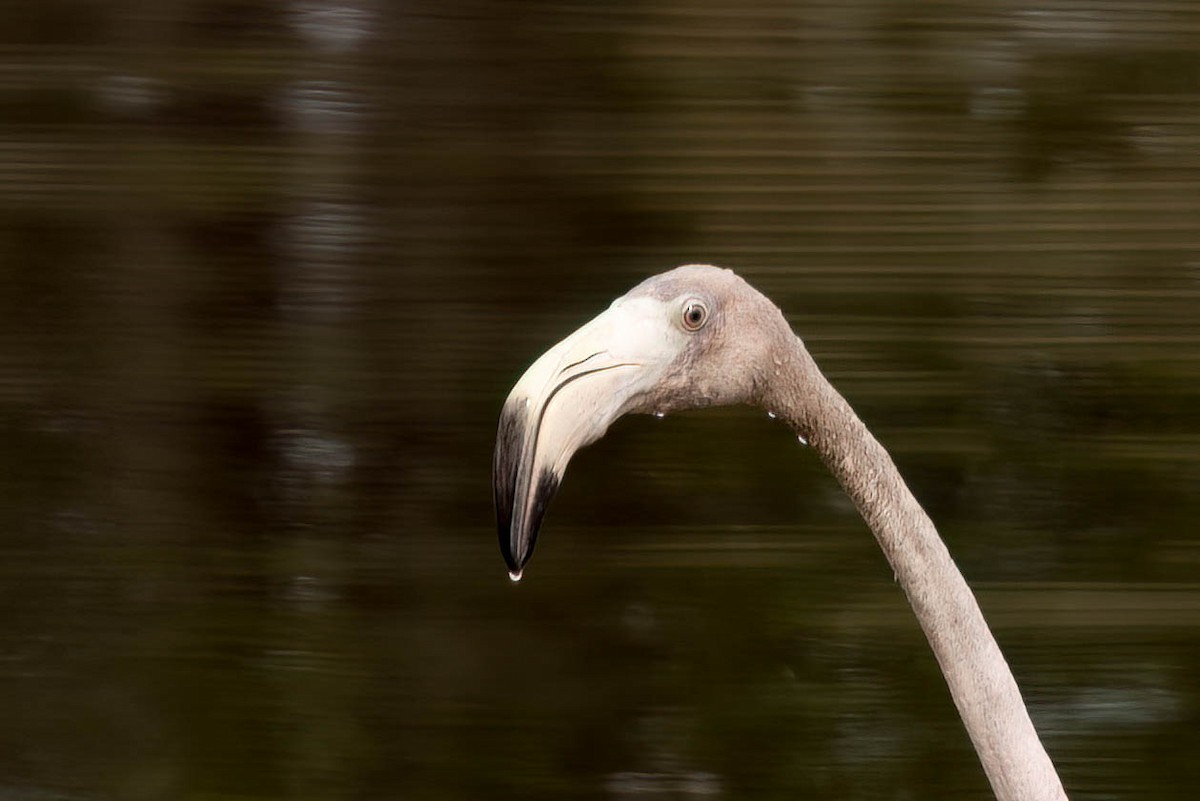 American Flamingo - ML640394338