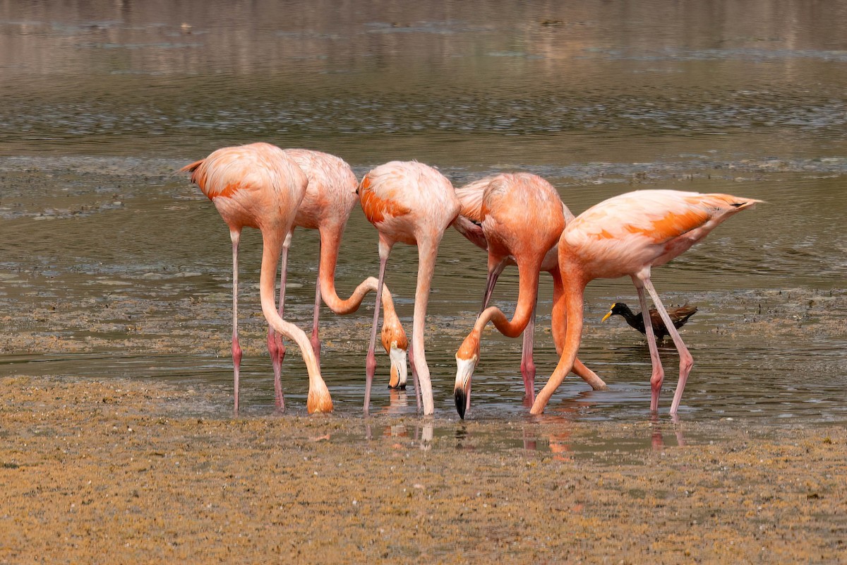 American Flamingo - ML640394339