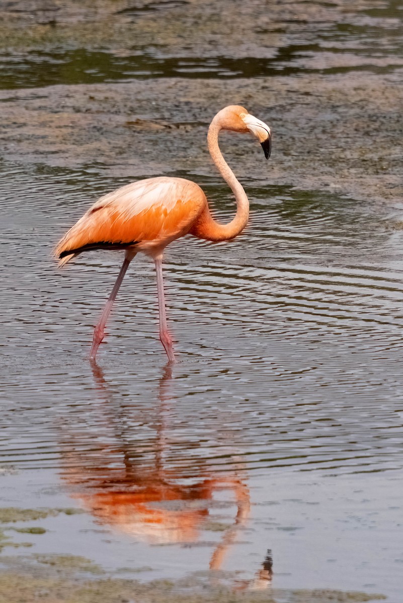American Flamingo - ML640394340