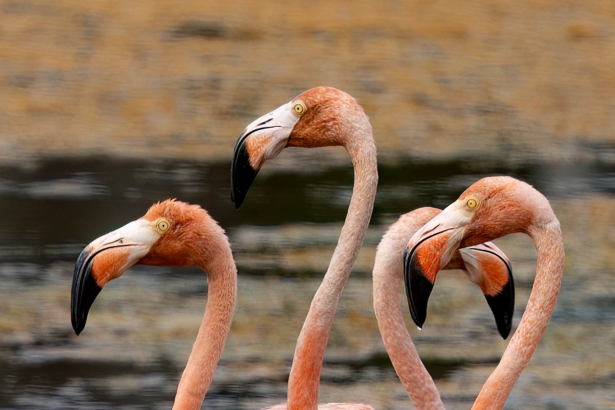 American Flamingo - ML640394341