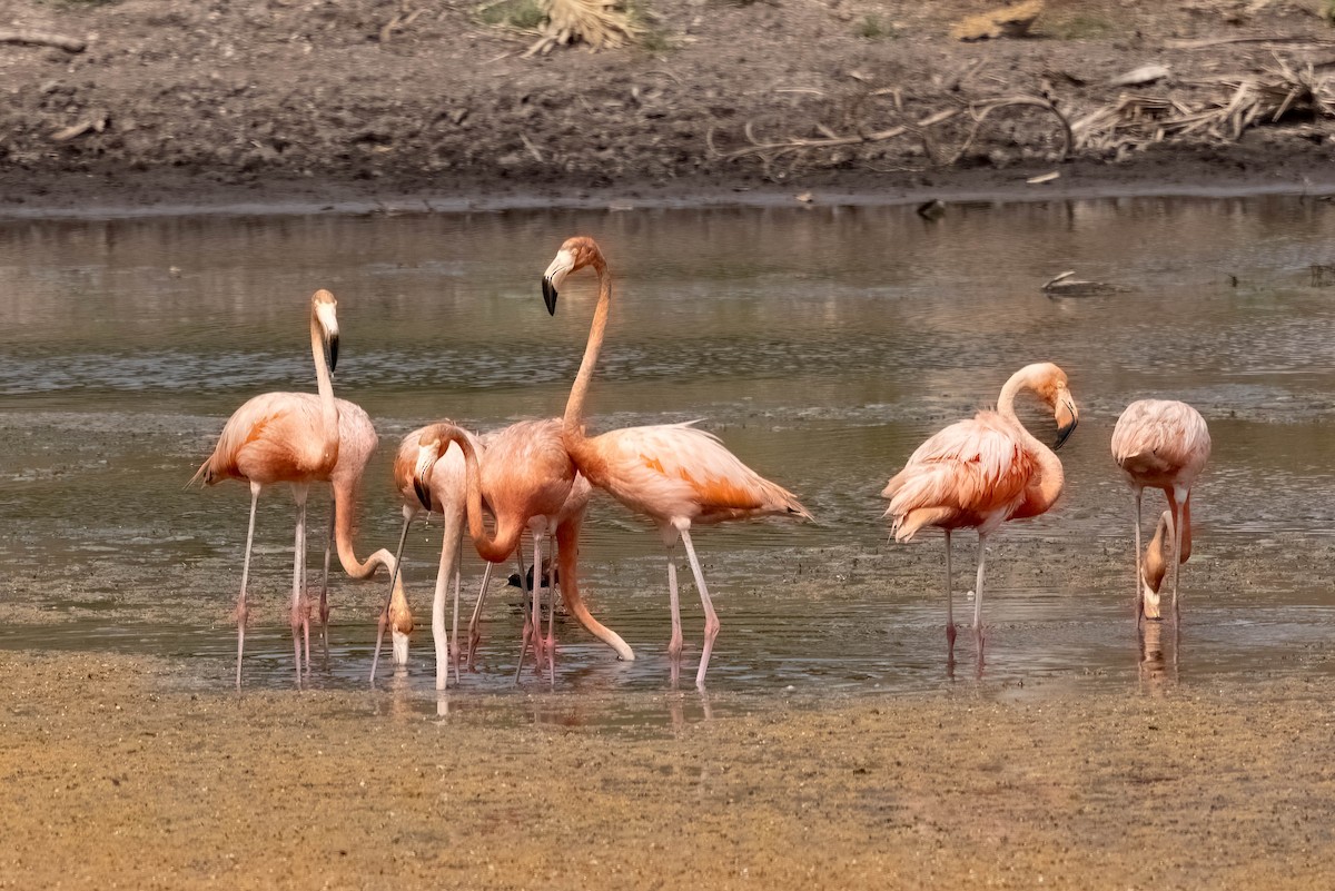 American Flamingo - ML640394342