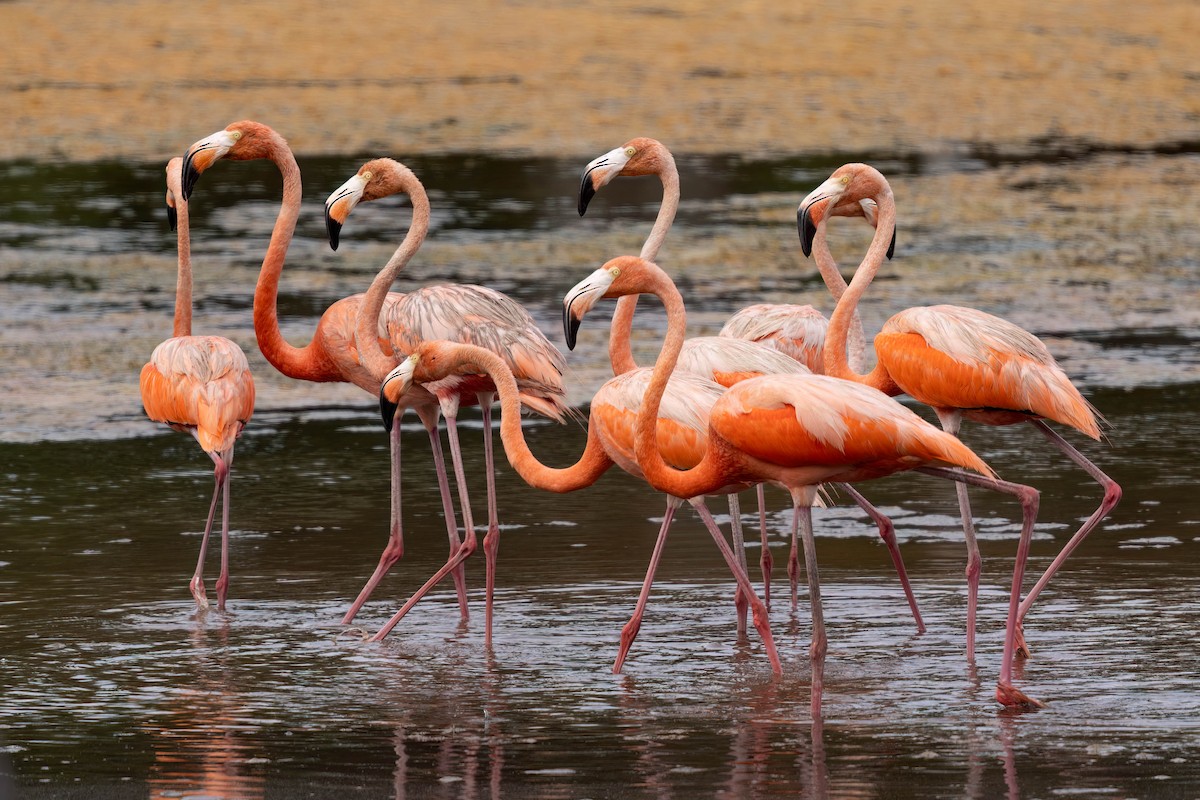American Flamingo - ML640394343