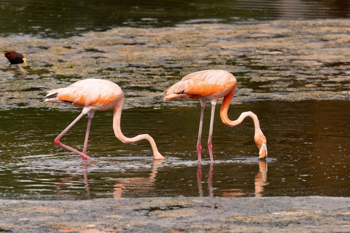 American Flamingo - ML640394344
