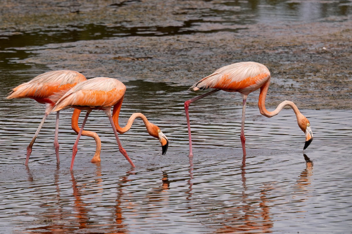 American Flamingo - ML640394345