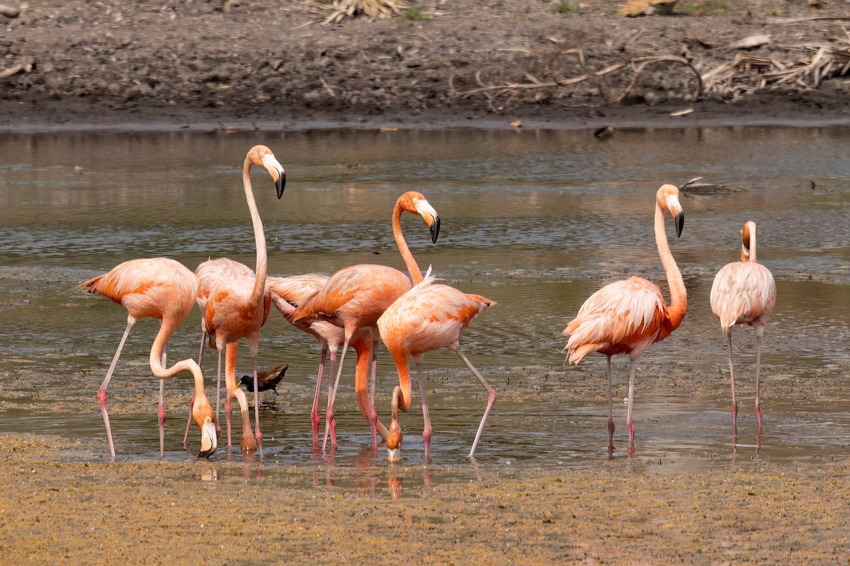 American Flamingo - ML640394346