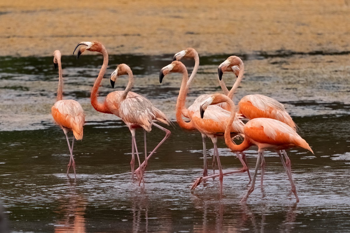 American Flamingo - ML640394348