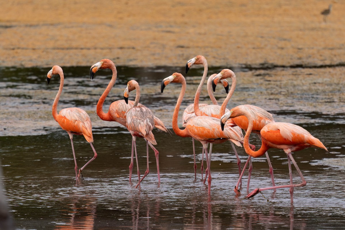 American Flamingo - ML640394349
