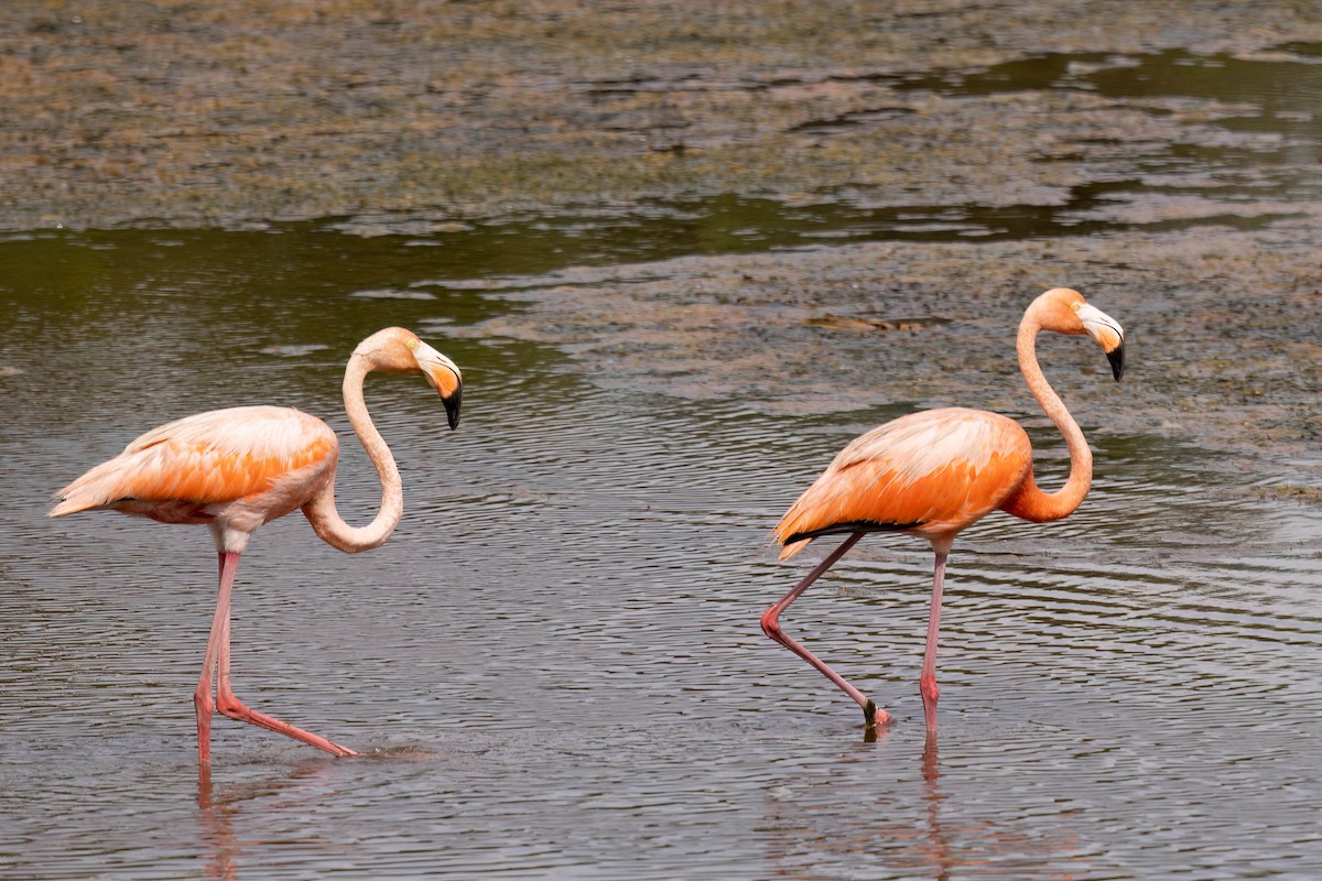 American Flamingo - ML640394350