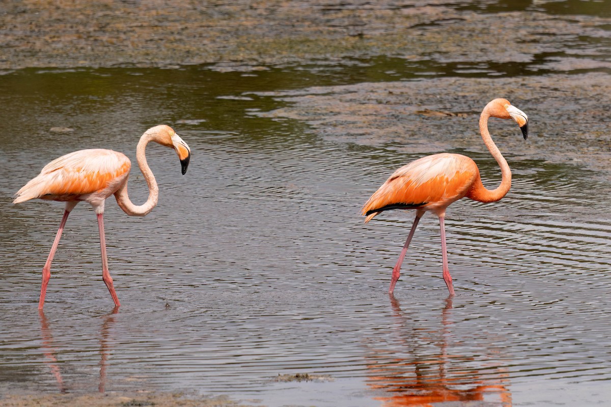 American Flamingo - ML640394351