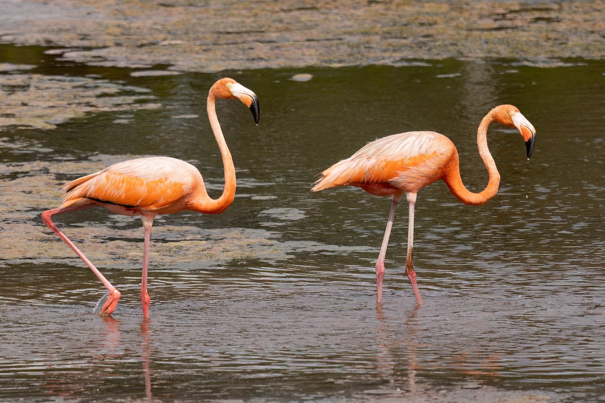 American Flamingo - ML640394352
