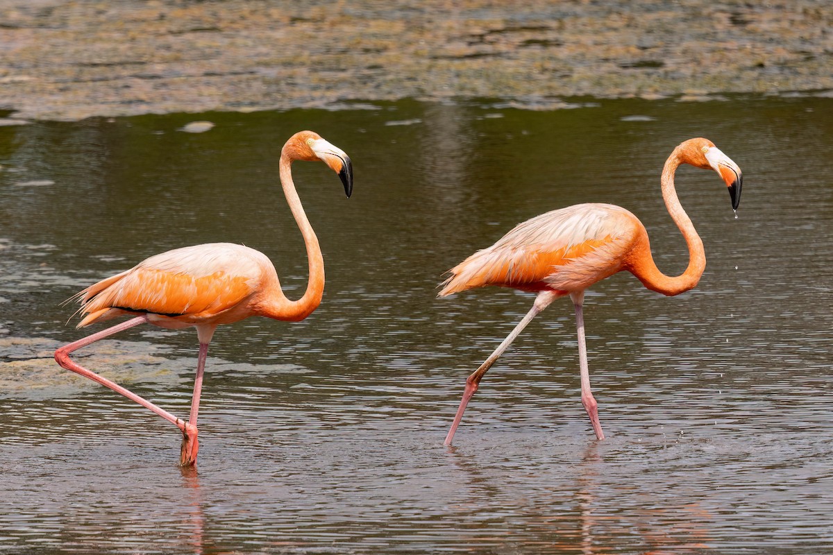 American Flamingo - ML640394353