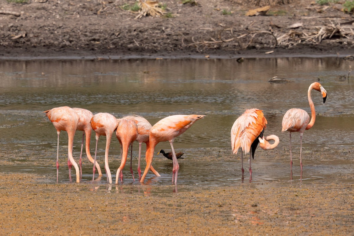 American Flamingo - ML640394354