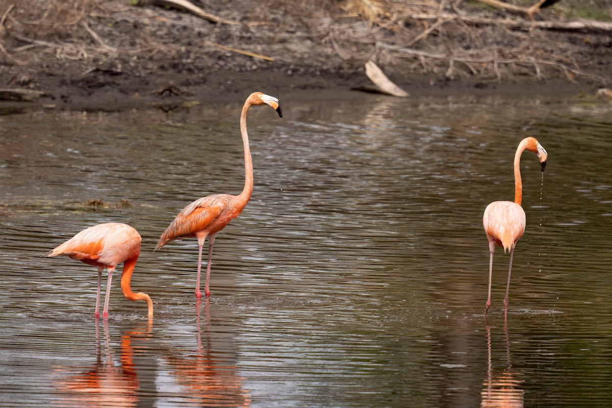 American Flamingo - ML640394355