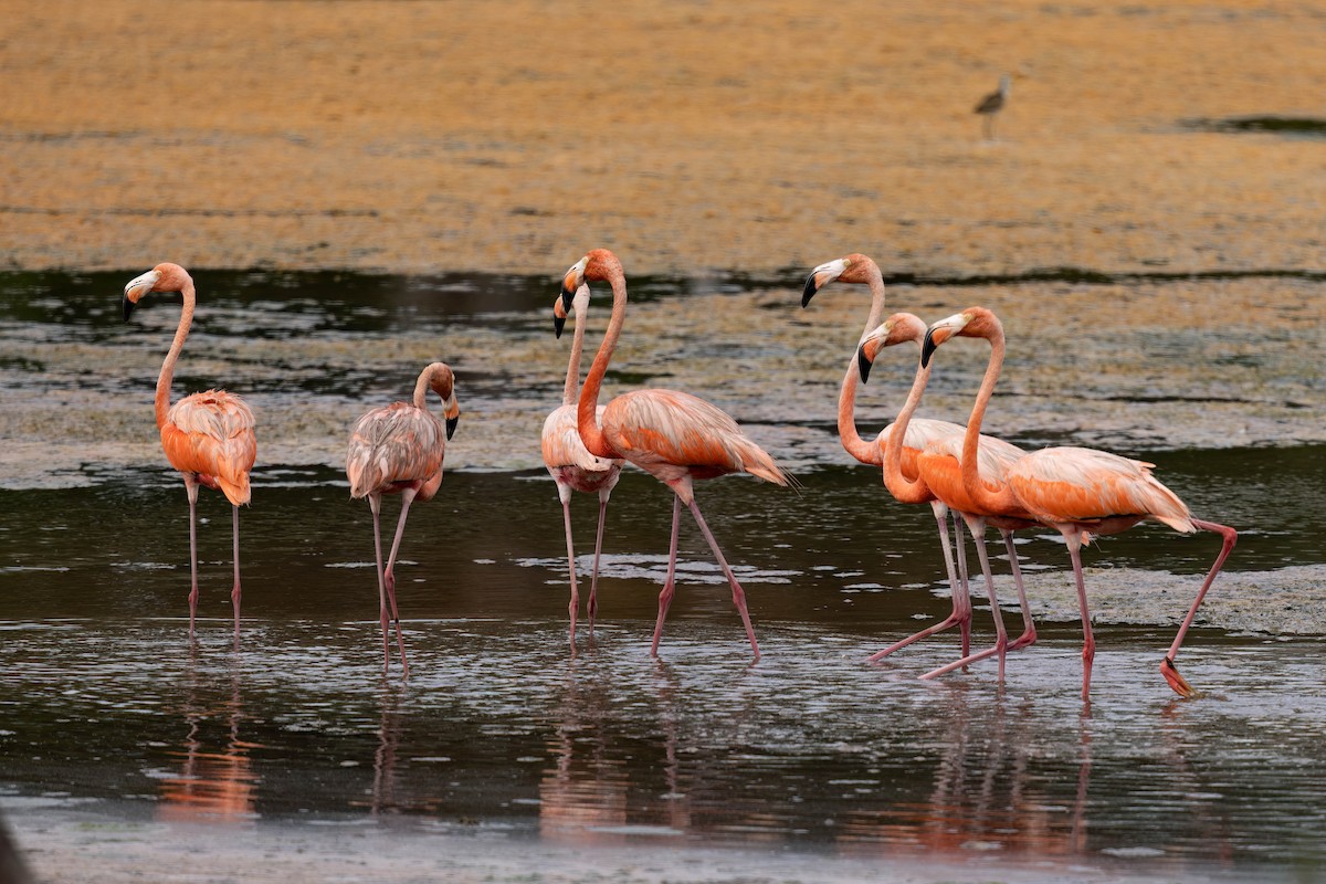 American Flamingo - ML640394356