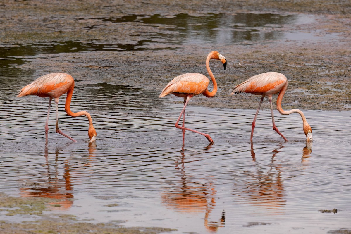 American Flamingo - ML640394357
