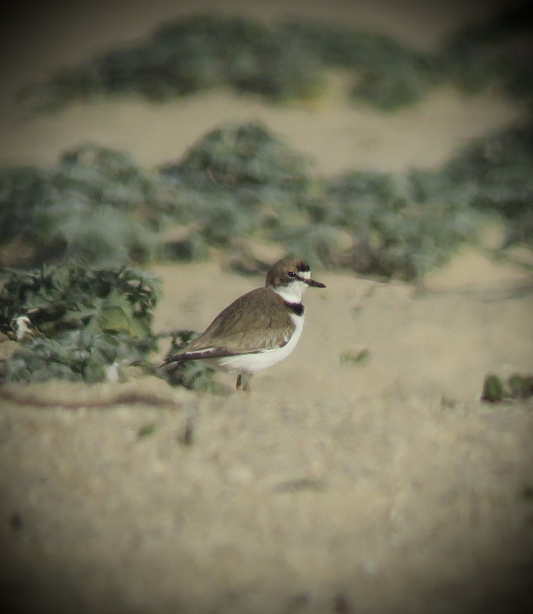 Collared Plover - ML640394372