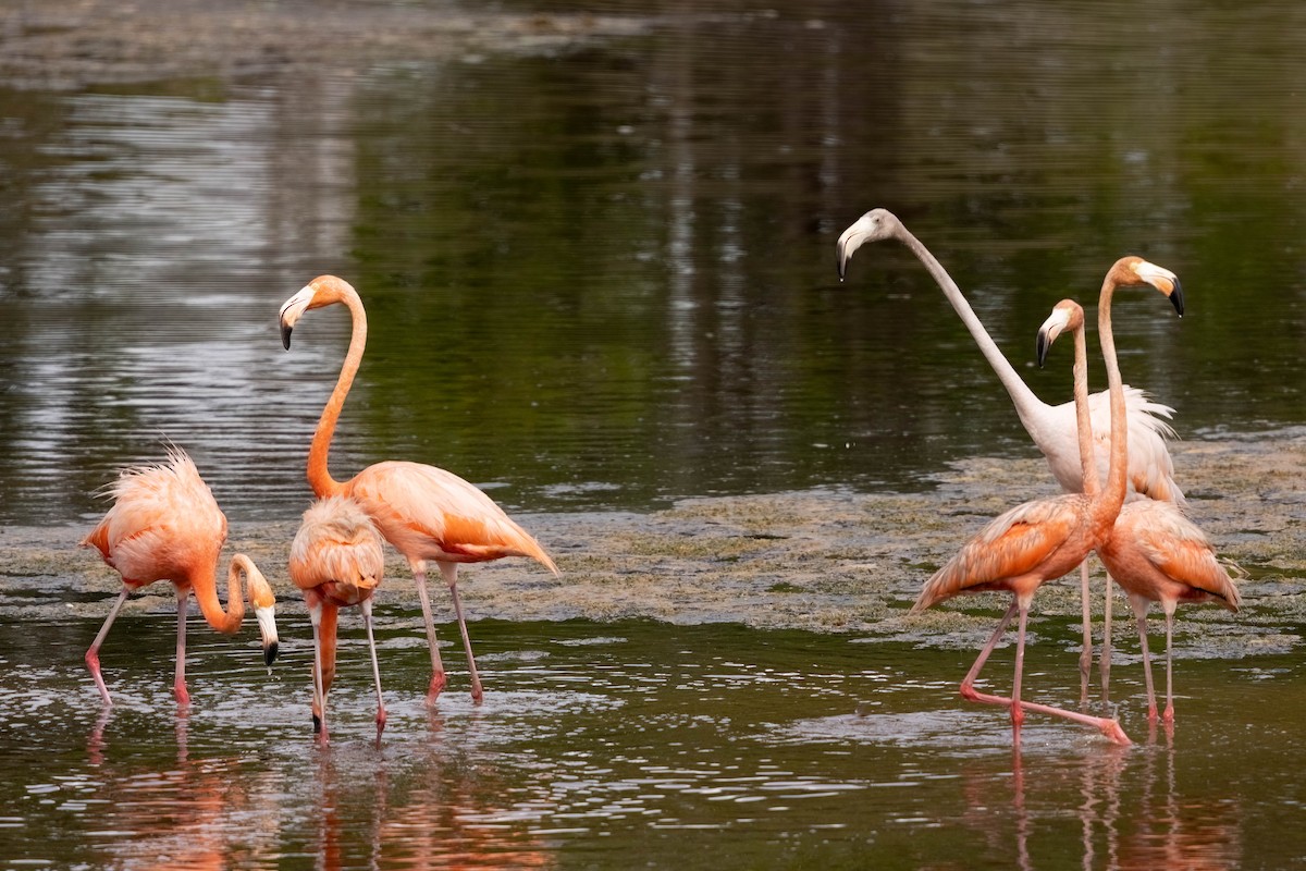 American Flamingo - ML640394388