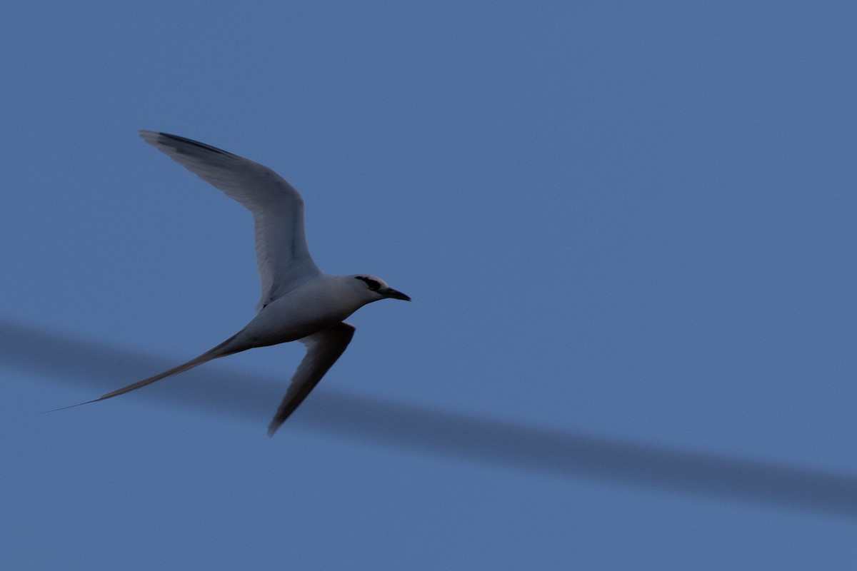 White-tailed Tropicbird - ML640394408
