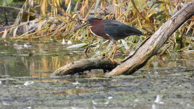 grønnrygghegre - ML640394413