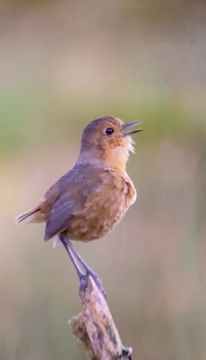 Boyaca Antpitta - ML640394425