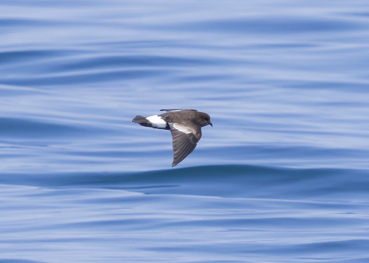 Wilson's Storm-Petrel - ML640394452