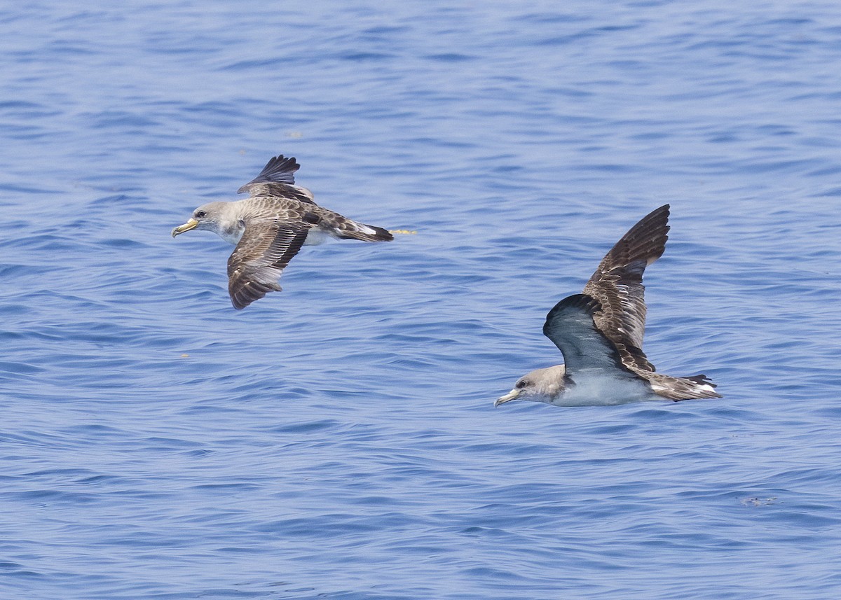 Cory's Shearwater - ML640394456