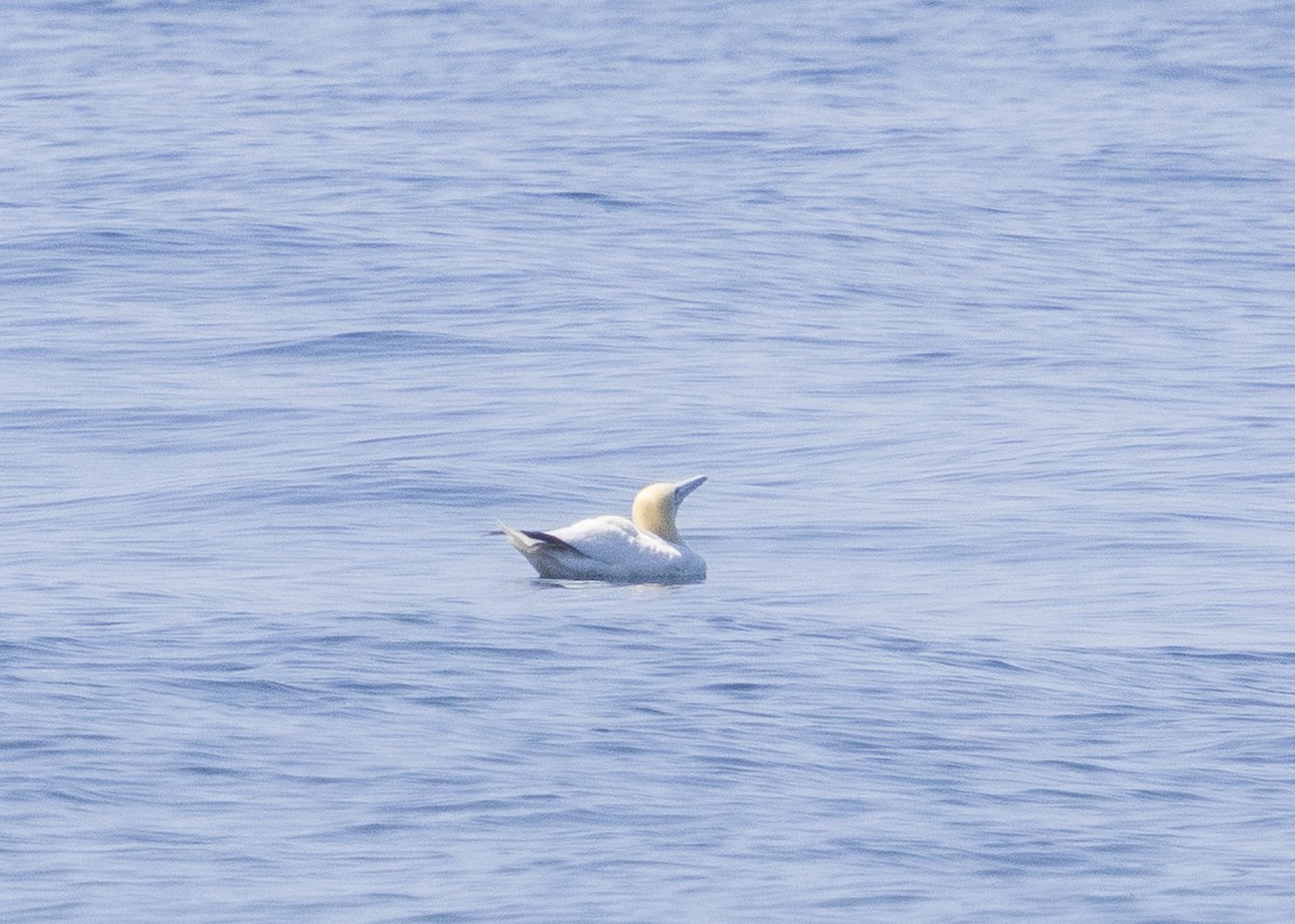 Northern Gannet - ML640394463