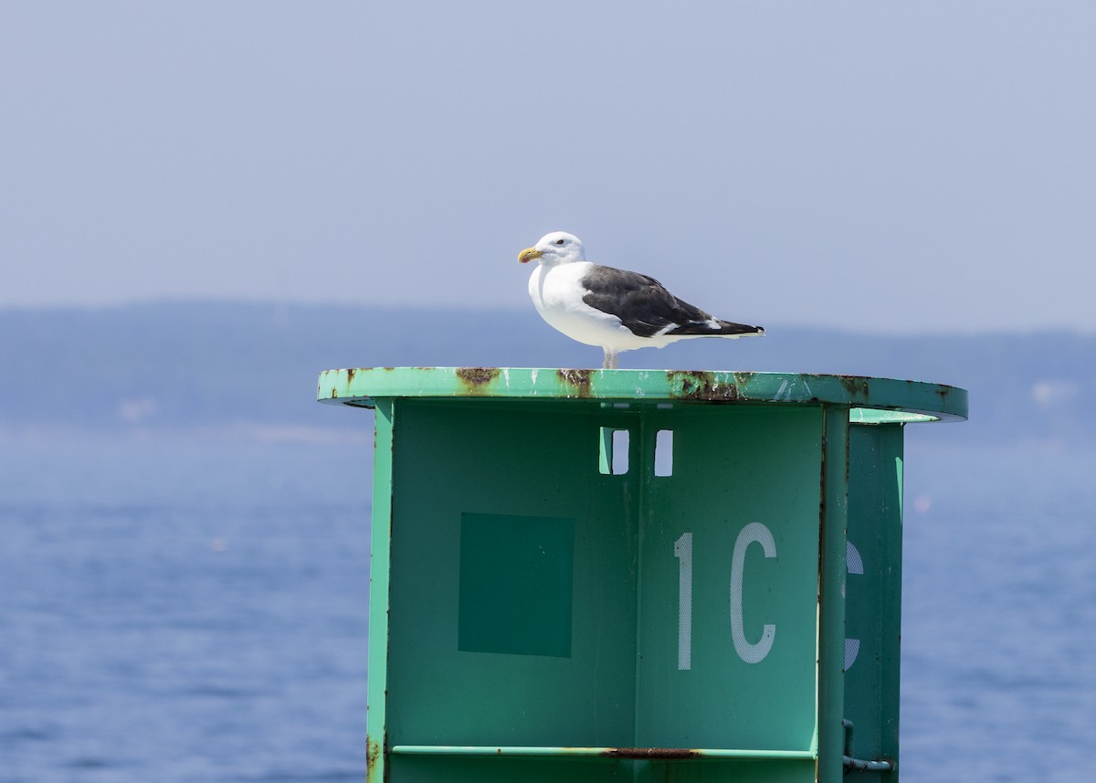 Great Black-backed Gull - ML640394472