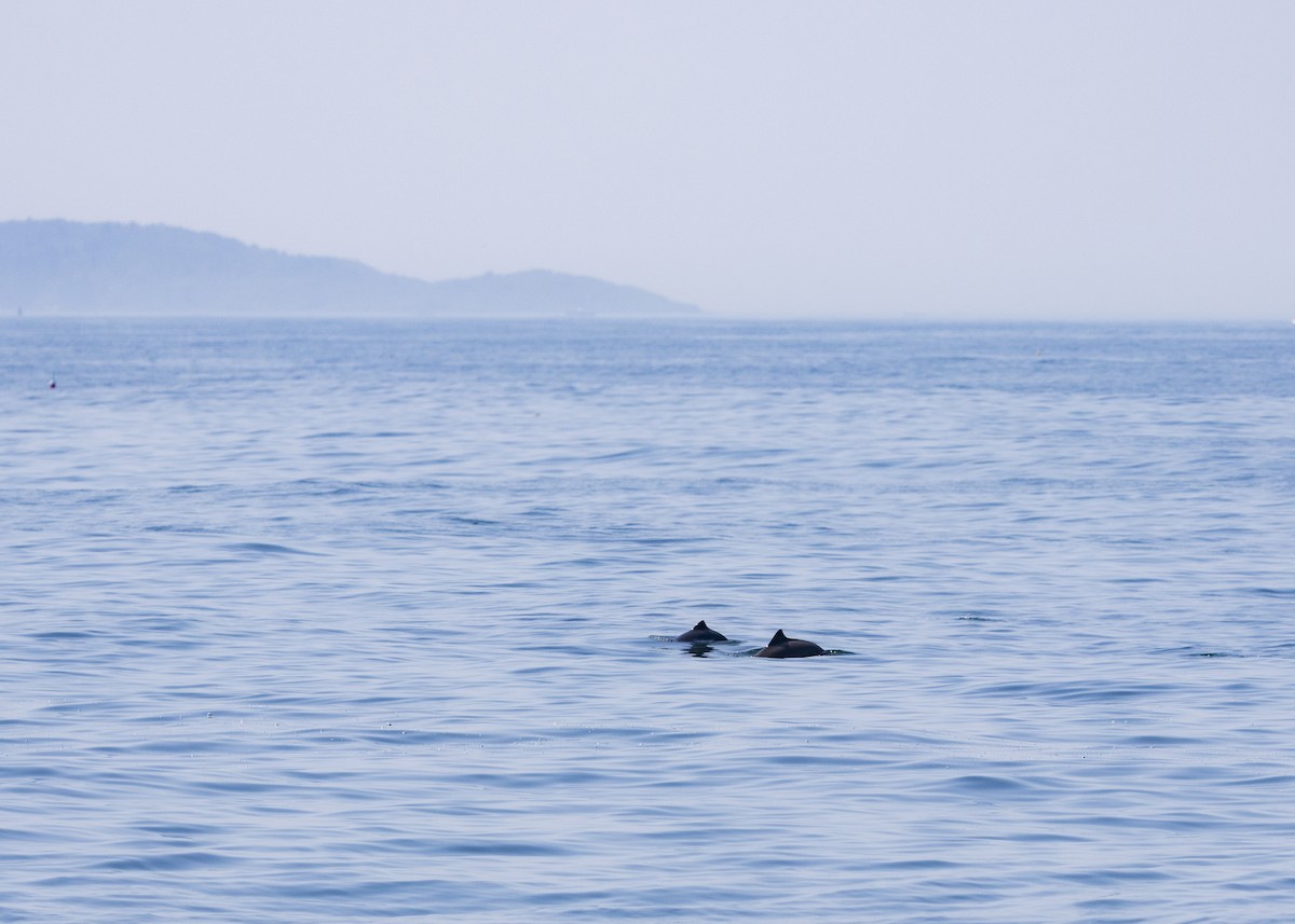Harbour Porpoise - ML640394482