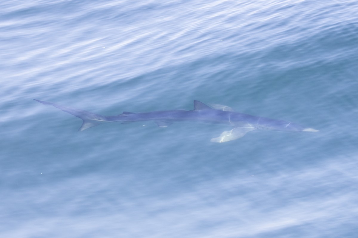 Blue Shark - ML640394483