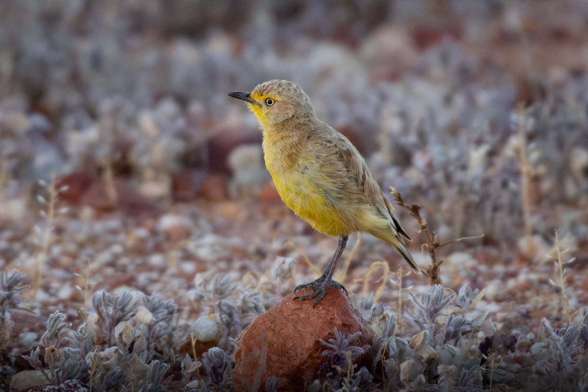Gibberbird - ML640394582