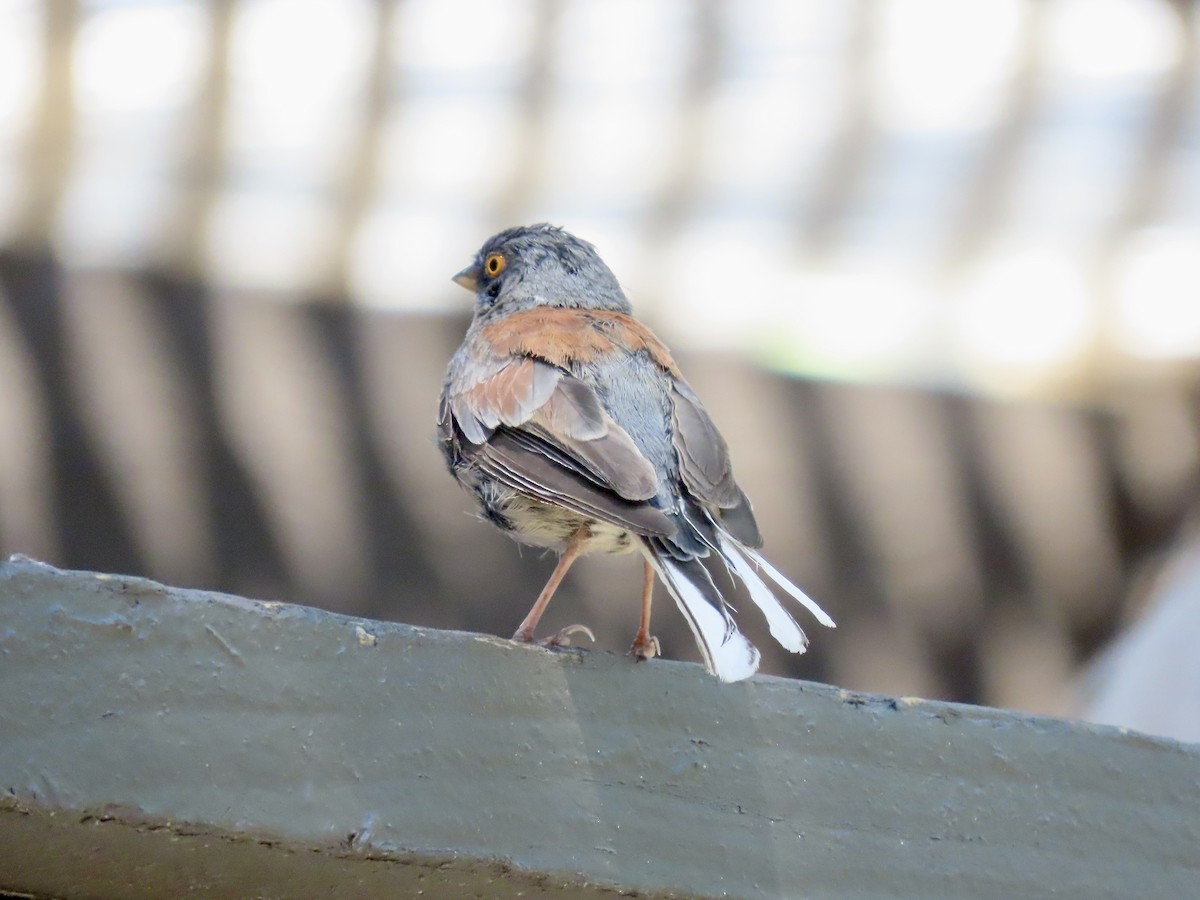 Yellow-eyed Junco - ML640394659