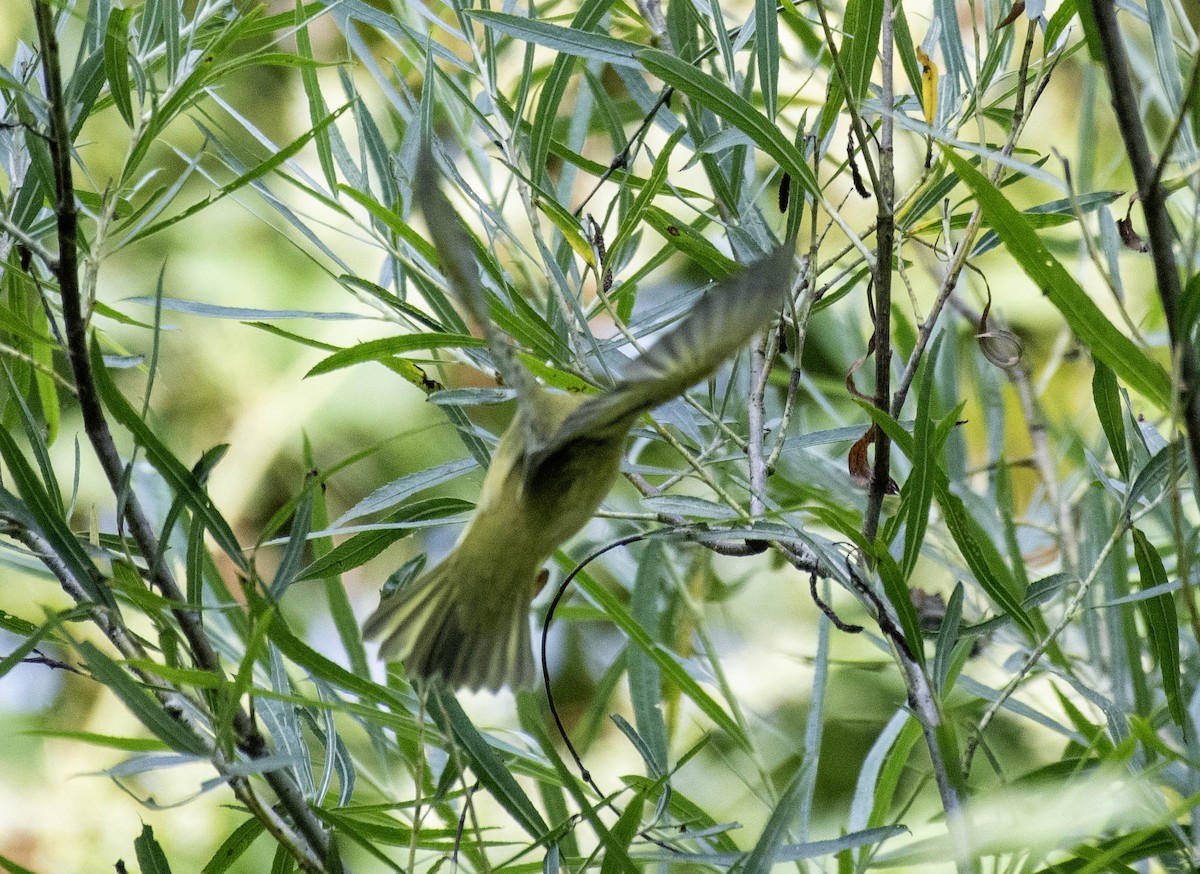 lesňáček zlatotemenný - ML640394664