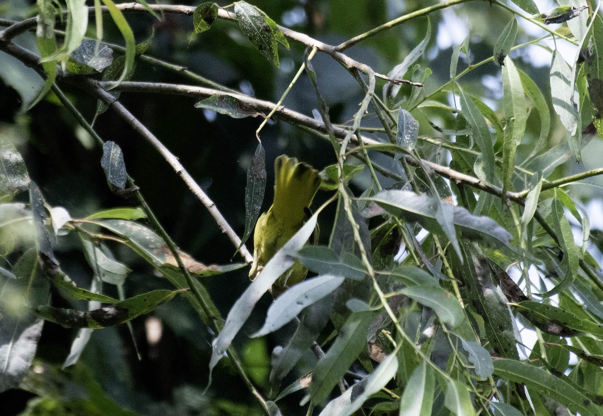 lesňáček zlatotemenný - ML640394665