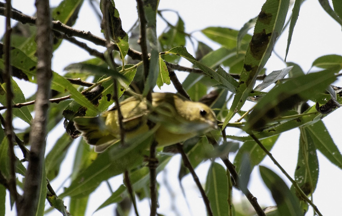 lesňáček zlatotemenný - ML640394667