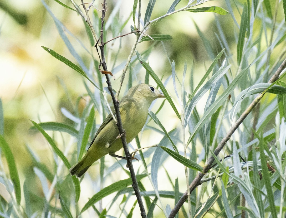 lesňáček zlatotemenný - ML640394668