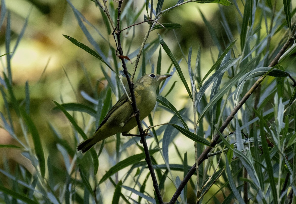 lesňáček zlatotemenný - ML640394669