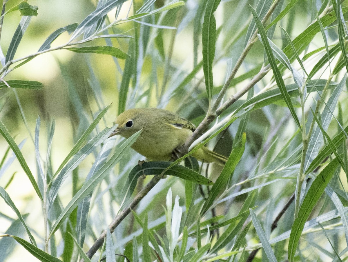lesňáček zlatotemenný - ML640394670